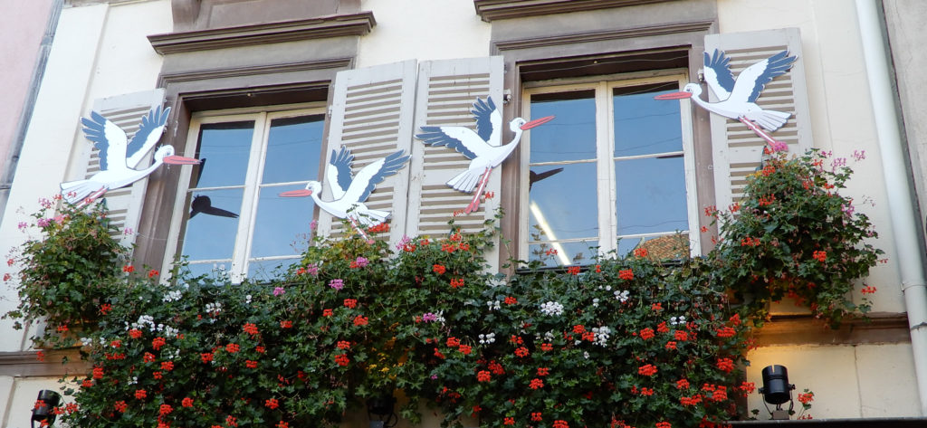 Storks, Colmar, France