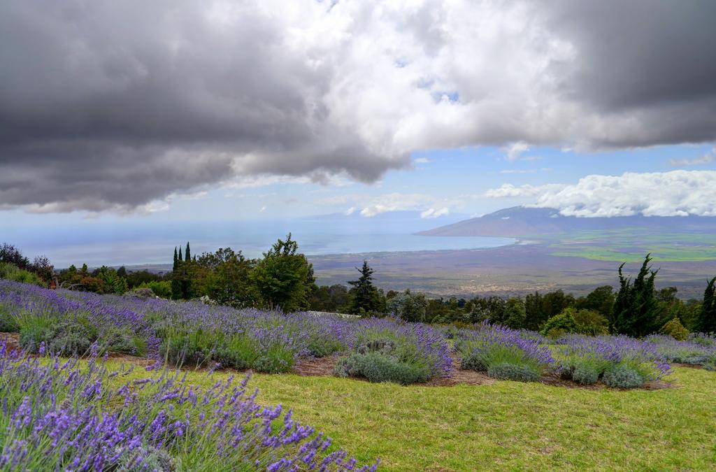 Lavender Farm Upcountry Maui Hawaii