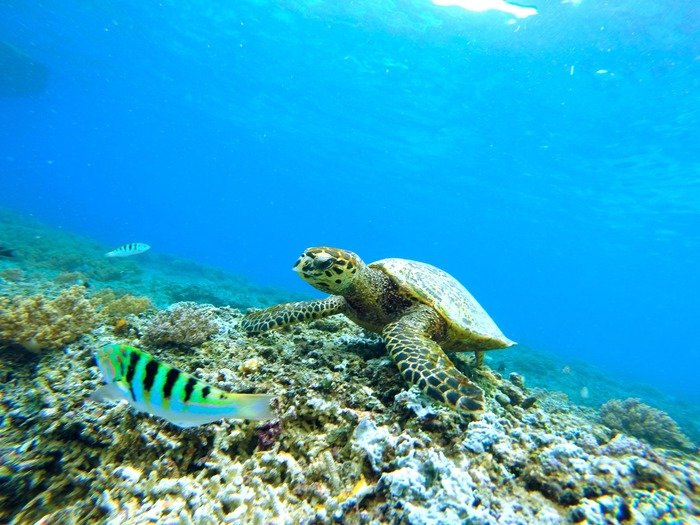 turtle snorkel maui hawaii