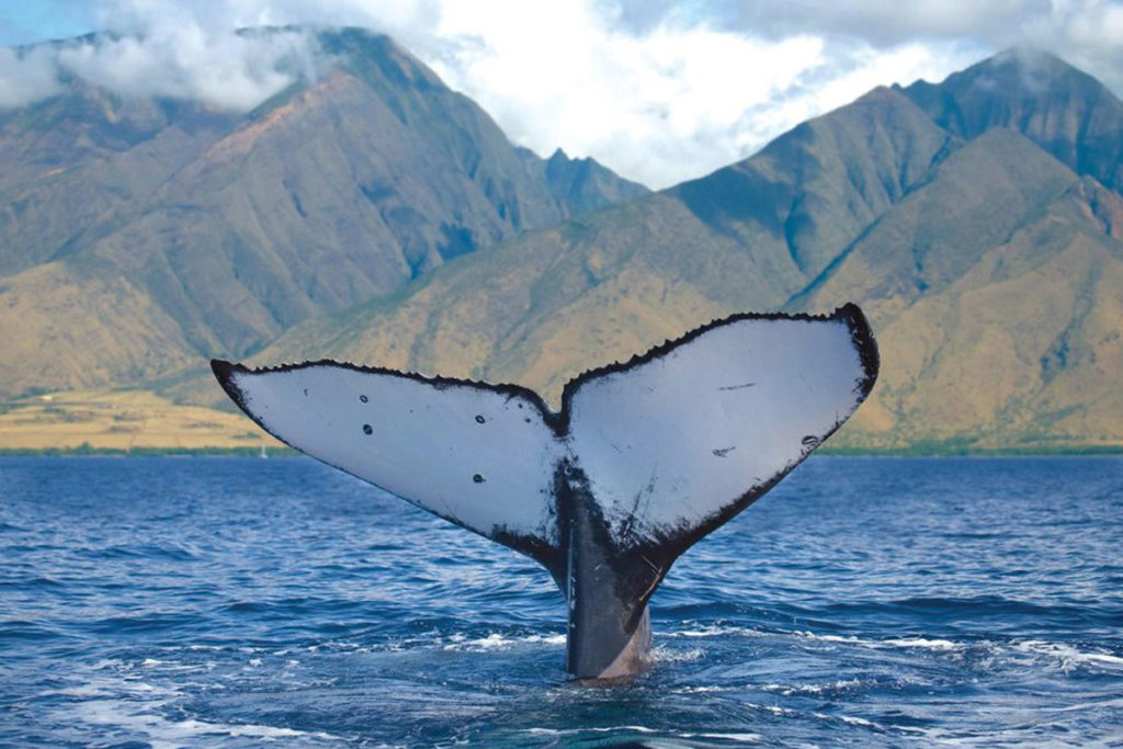 humpback whale fluke lahaina 