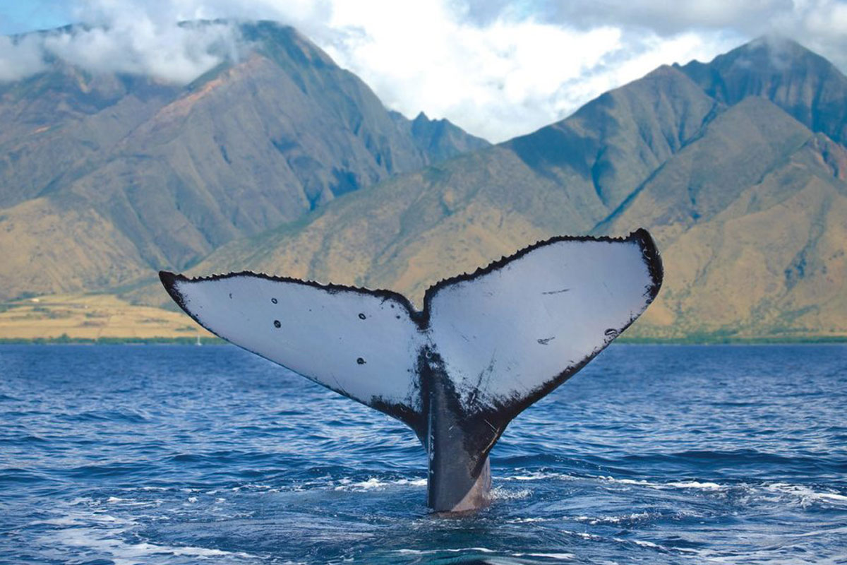 Humpback Whale Fluke. 