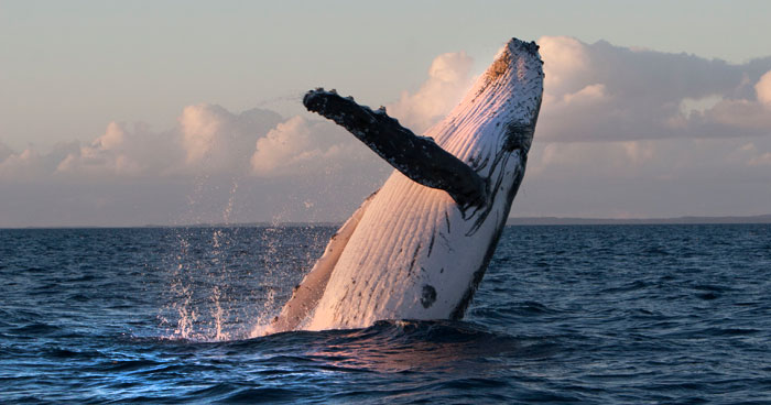 humpback whale breaching lahaina 