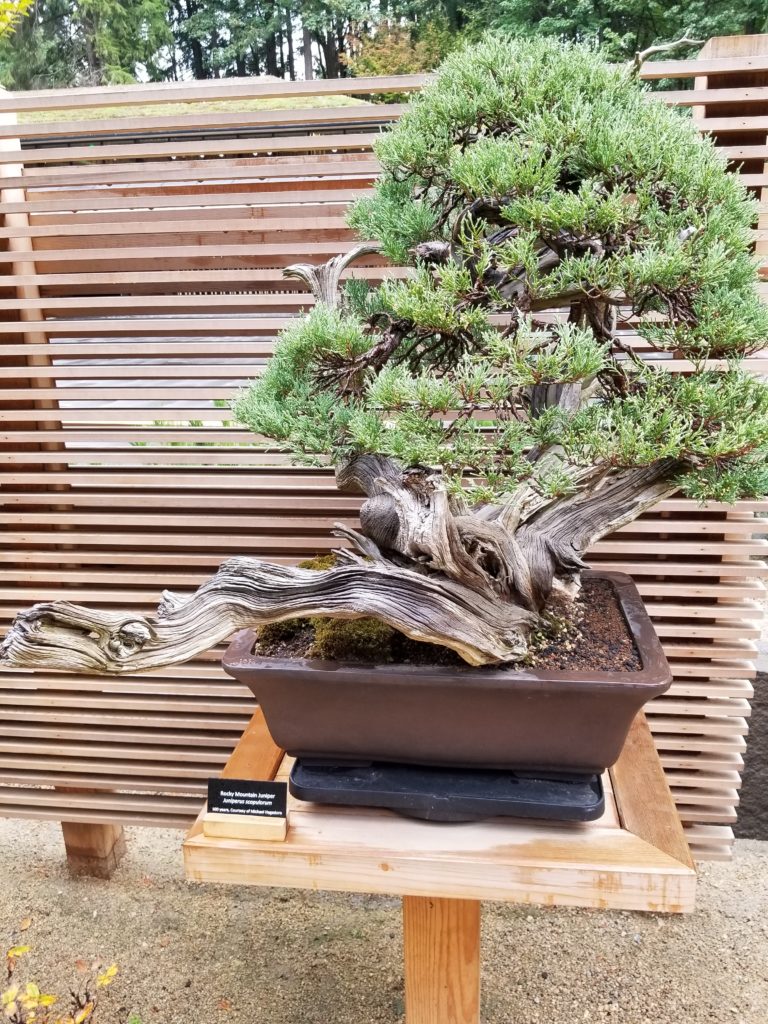 500 Year Old Bonsai Tree