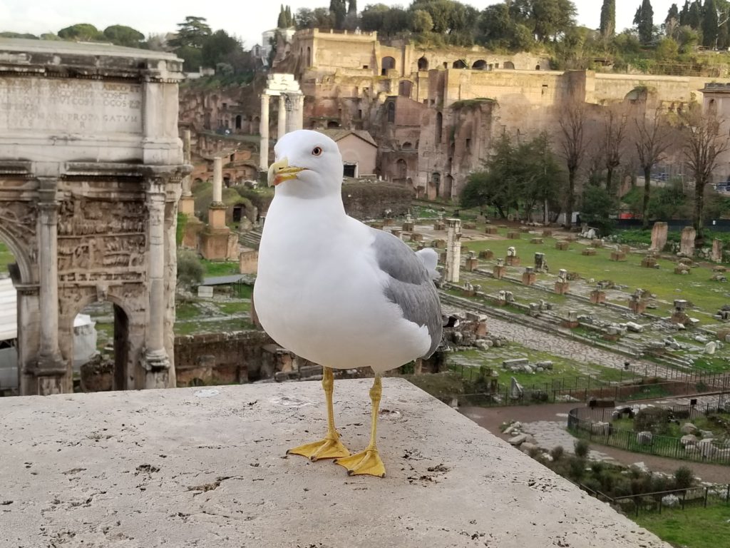 Seagull at the Forum