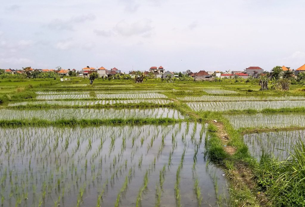 Bali Island Paradise, Adventure of a Lifetime, Passage For Two, Rice Field